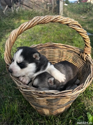 căței  husky  - imagine 3