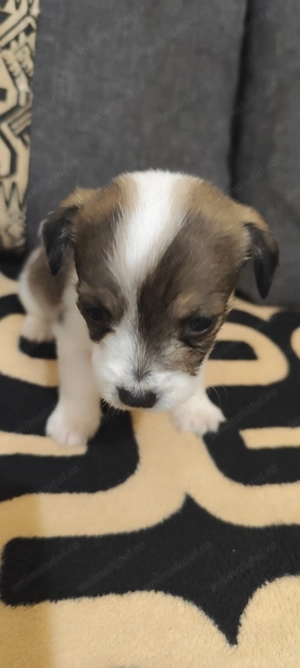 Bichon maltez 5 fetițe  - imagine 3 Bichon maltez 5 fetițe  - imagine 3