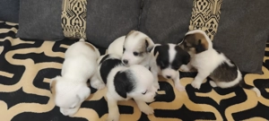 Bichon maltez 5 fetițe  - imagine 2 Bichon maltez 5 fetițe  - imagine 2