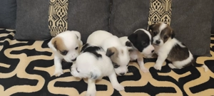 Bichon maltez 5 fetițe 