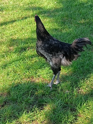 Cocosi australop plymont - imagine 2