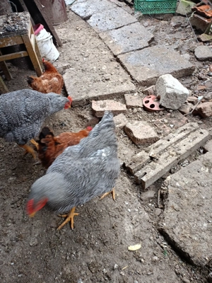 Cocosi australop plymont - imagine 5