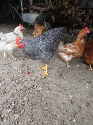 Cocosi australop plymont - imagine 3