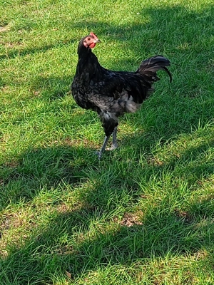 Cocosi australop plymont - imagine 4