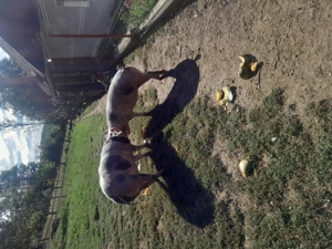 Vând doua scroafe de sacrificat - imagine 3