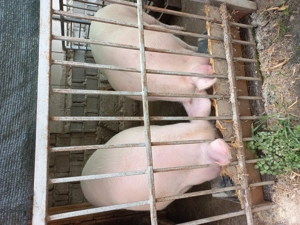 Vând purcica - imagine 4 Vând purcica - imagine 4