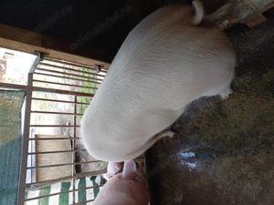 Vând purcica - imagine 3 Vând purcica - imagine 3