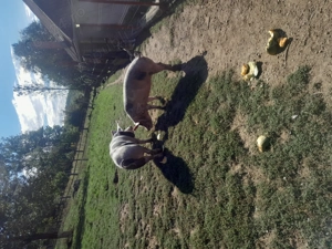 Vând doua scroafe de sacrificat - imagine 2