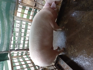 Vând purcica - imagine 2 Vând purcica - imagine 2