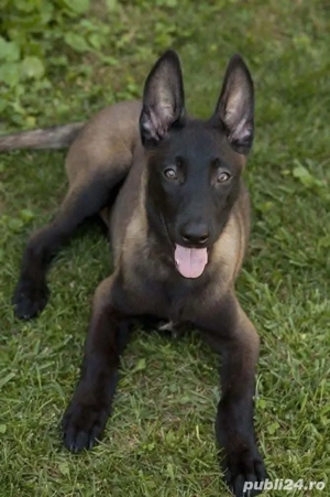 Ciobanesc belgian malinois.  - imagine 2