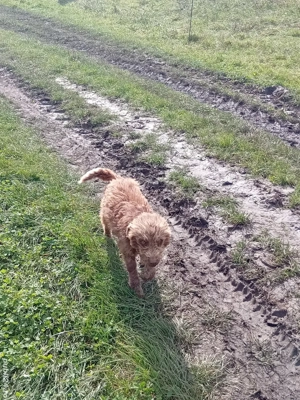 vand doi caini de intors garantati si o pereche de kangali