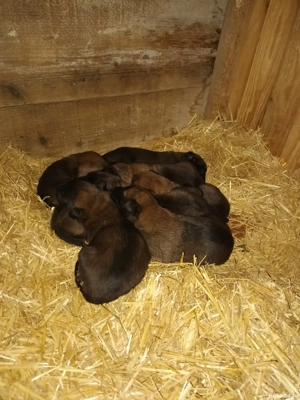 Ciobanesc belgian malinois.  - imagine 3