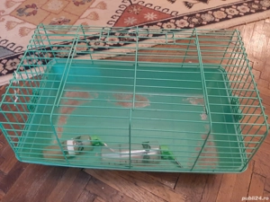 Cusca iepuri,pucelusi de guineea etc