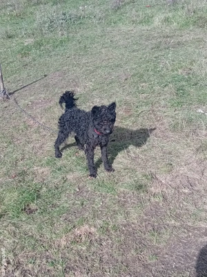 vand doi caini de intors garantati si o pereche de kangali - imagine 3