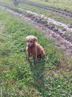 vand doi caini de intors garantati si o pereche de kangali - imagine 2