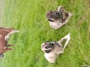 vand doi caini de intors garantati si o pereche de kangali - imagine 4