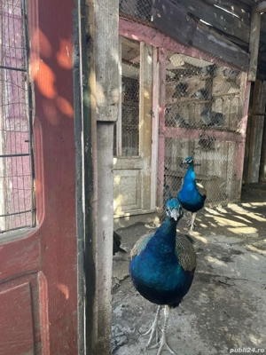 Păuni de casă  - imagine 3 Păuni de casă  - imagine 3