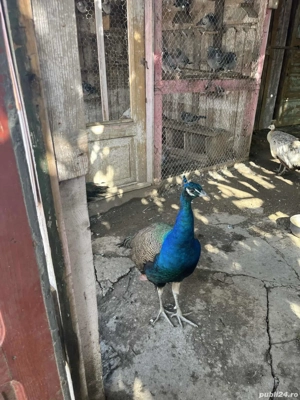 Păuni de casă  - imagine 2 Păuni de casă  - imagine 2