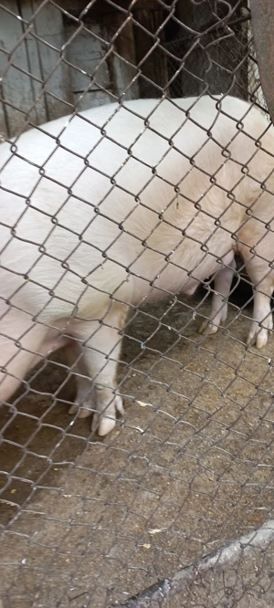 Vand porc pt taiat  - imagine 4