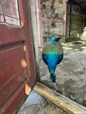 Păuni de casă  - imagine 5 Păuni de casă  - imagine 5