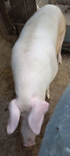 Vand porc pt taiat  - imagine 2