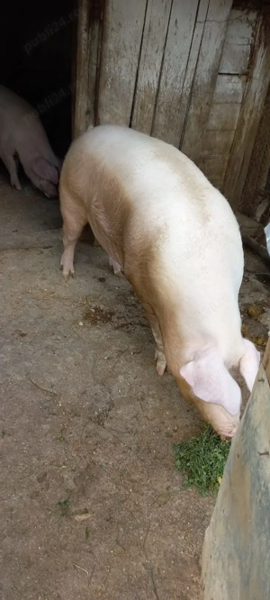 Vand porc pt taiat  - imagine 3