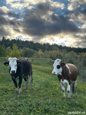 Vând Vacă Bâlțantă Românească! - imagine 2