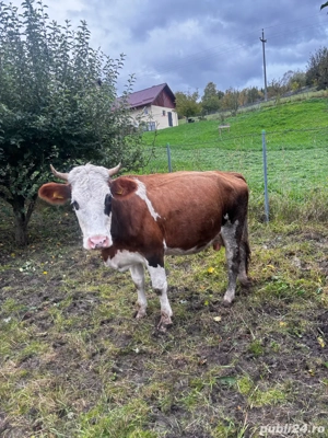 Vând Vacă Bâlțantă Românească! - imagine 3