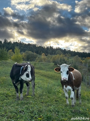 Vând Vacă Bâlțantă Românească!