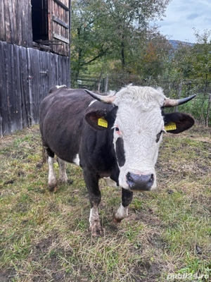 Vând Vacă Bâlțantă Românească! - imagine 4