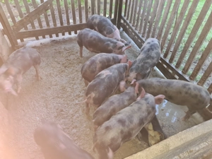 Vand purcei , Varfurile Arad