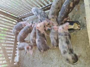 Vand purcei , Varfurile Arad - imagine 2 Vand purcei , Varfurile Arad - imagine 2