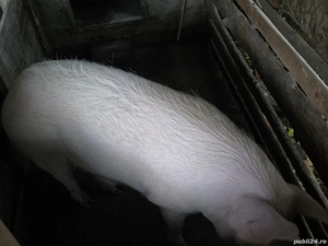 vind doua purcele  - imagine 4 vind doua purcele  - imagine 4