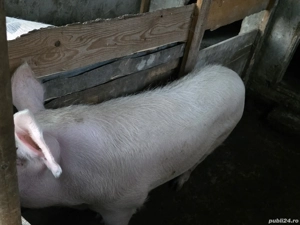 vind doua purcele  - imagine 5 vind doua purcele  - imagine 5