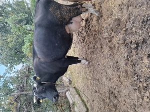 De vânzare o vaca și un cal .Mai multe detalii la  .