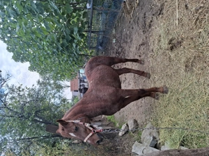 De vânzare o vaca și un cal .Mai multe detalii la  . - imagine 4 De vânzare o vaca și un cal .Mai multe detalii la  . - imagine 4