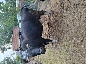 De vânzare o vaca și un cal .Mai multe detalii la  . - imagine 2 De vânzare o vaca și un cal .Mai multe detalii la  . - imagine 2