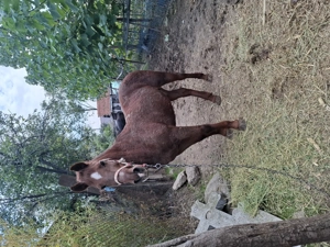 De vânzare o vaca și un cal .Mai multe detalii la  . - imagine 3 De vânzare o vaca și un cal .Mai multe detalii la  . - imagine 3