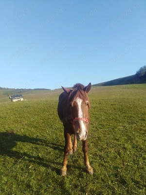 Vând   cal   de  ham  - imagine 3 Vând   cal   de  ham  - imagine 3