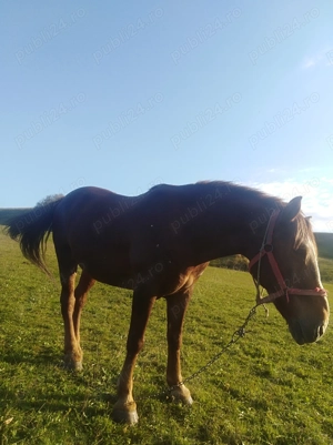 Vând   cal   de  ham 