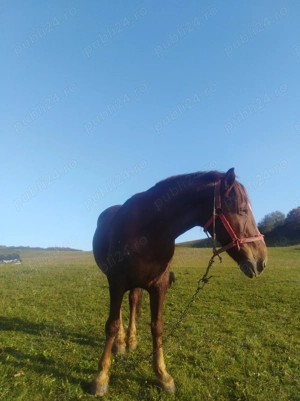 Vând   cal   de  ham  - imagine 2 Vând   cal   de  ham  - imagine 2