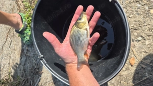 Crap vara1 de vanzare