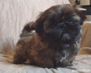 shihtzuuu doua luni femela