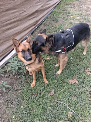 Pui,ciobanesc german pentru programare  - imagine 3