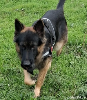 Pui,ciobanesc german pentru programare 