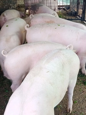 Porci grași 90-120 kg