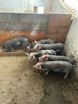 Purcei rasa pietrean - imagine 2