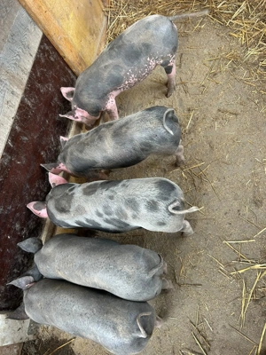 Purcei rasa pietrean - imagine 3