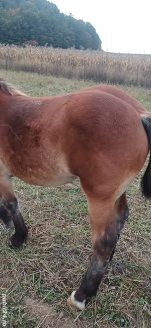 mânză de 6 luni  - imagine 2 mânză de 6 luni  - imagine 2