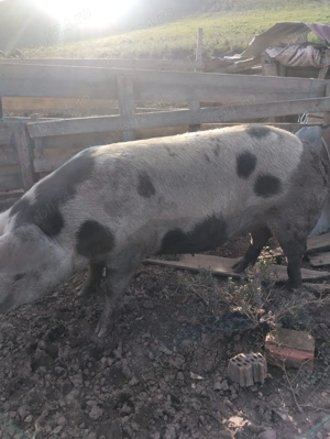 Vând porci - imagine 3 Vând porci - imagine 3